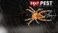 247 Spider Control Melbourne image 3